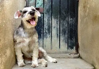 Міттельшнауцер