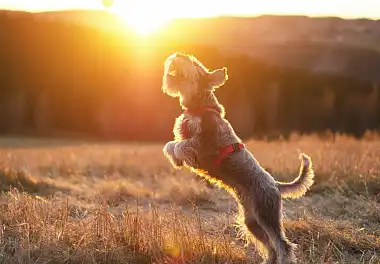 Міттельшнауцер