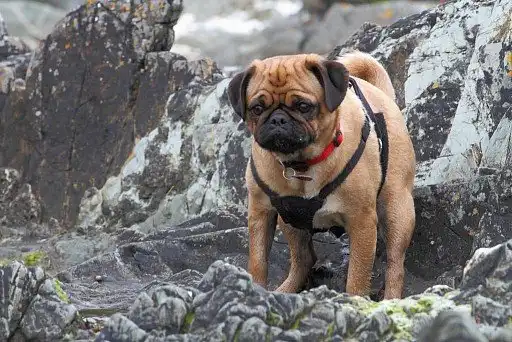 Абрикосовий мопс