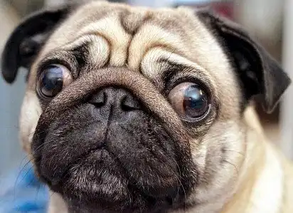 Морда мопса