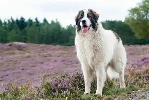 Московський сторожовий собака
