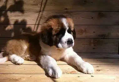 Московський сторожовий собака