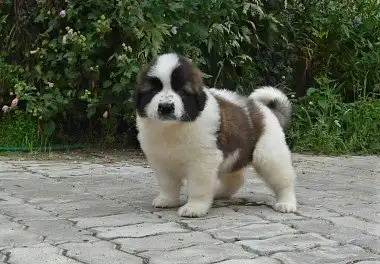 Московський сторожовий собака