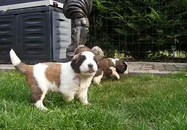 Московський сторожовий собака