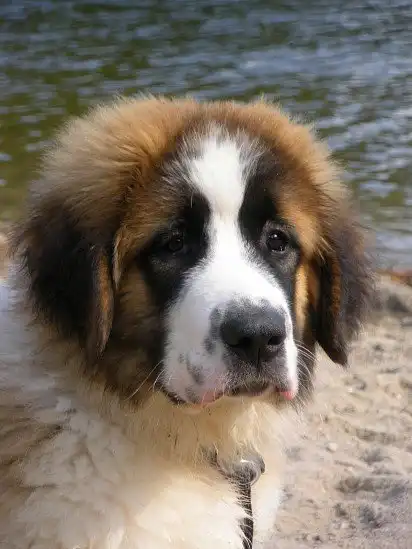 Мордочка щеня московського сторожового собаки