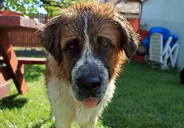 Московський сторожовий собака