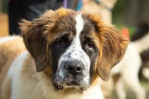Московський сторожовий собака