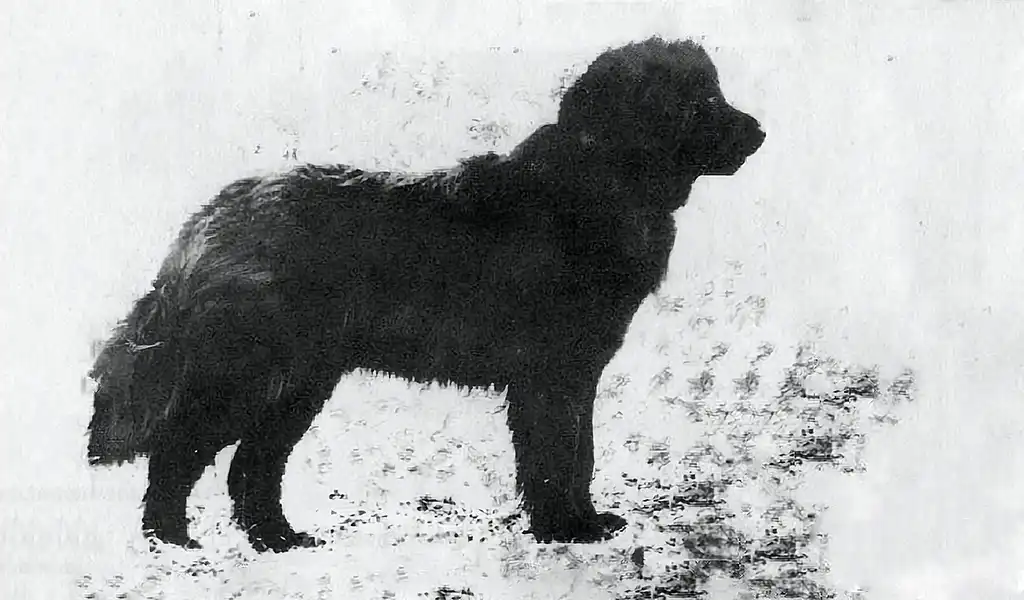 Московський водолаз: все про