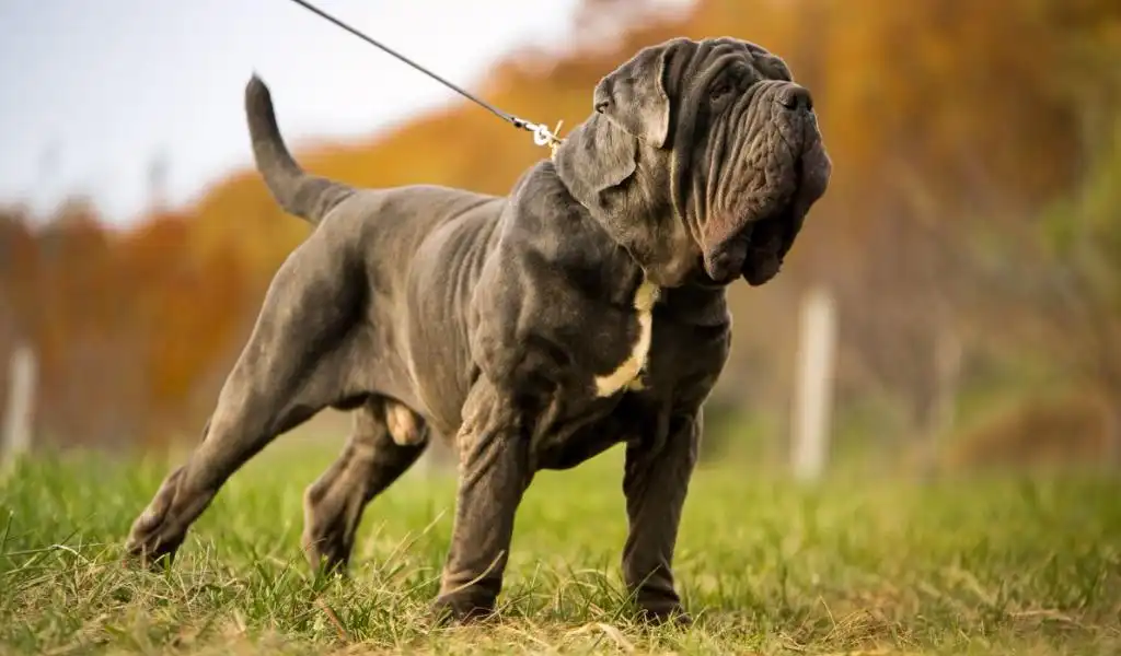 Неаполітанський мастиф