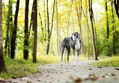 Німецький дог