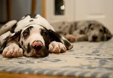 Німецький дог