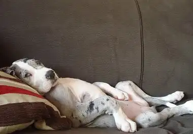 Німецький дог