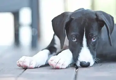 Німецький дог