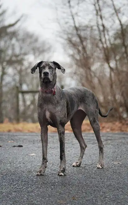Німецький дог