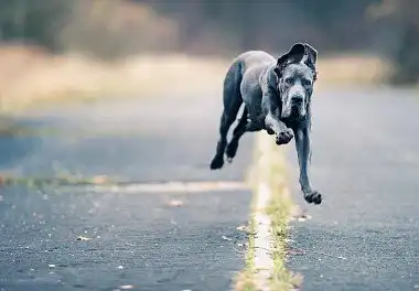 Німецький дог