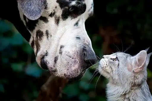 Німецький дог з котиком