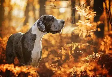 Німецький дог