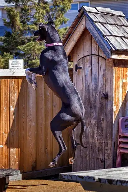 Спостереження за сусідами