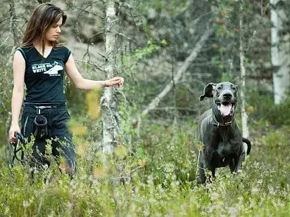 Запорукою спокійного та миролюбного характеру німецького дога є правильне та своєчасне виховання