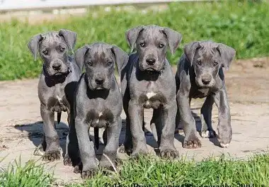 Німецький дог