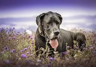 Німецький дог