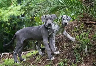 Німецький дог