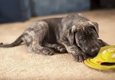 Німецький дог