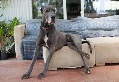 Німецький дог