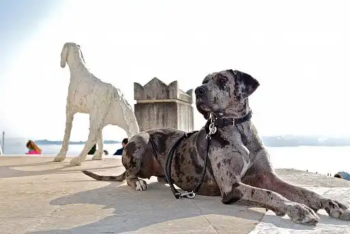 Німецький дог