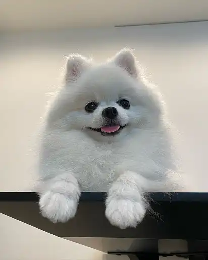 Цікавий померанський шпіц