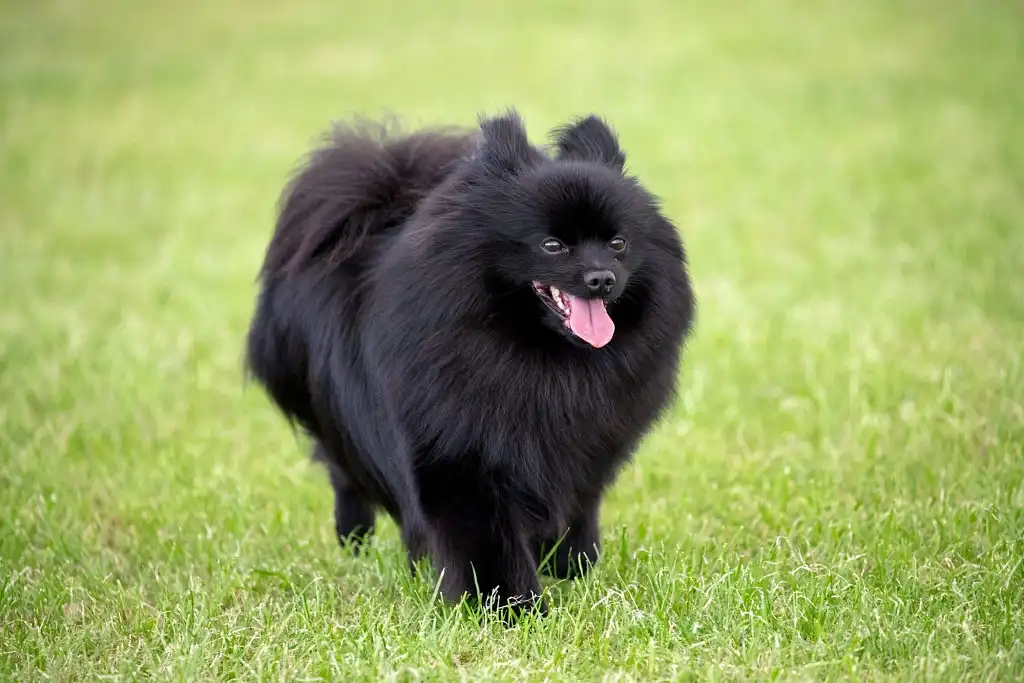 Задоволений міттельшпіц чорного забарвлення