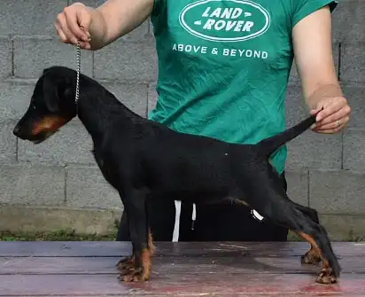 Розміри німецького ягдтер'єру