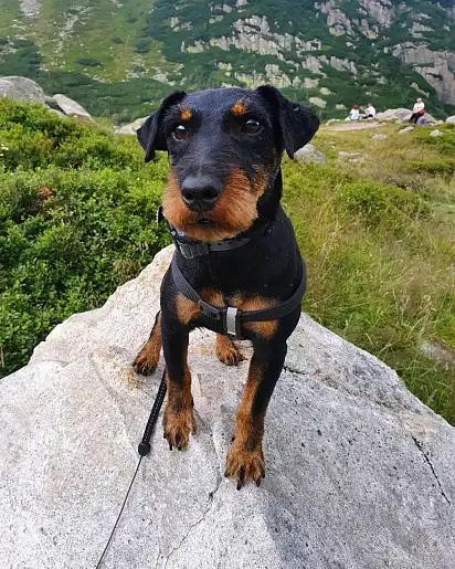 Підстрижений жорсткошерстий ягдтер'єр