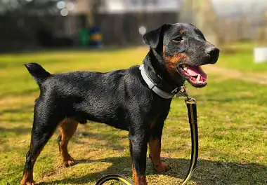 Німецький ягдтер'єр