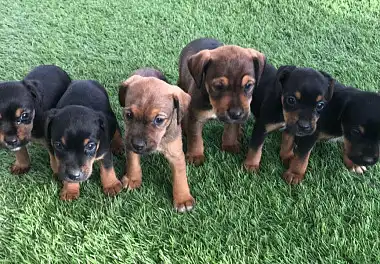 Німецький ягдтер'єр