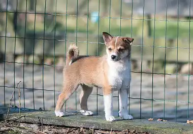Норвезький лундехунд