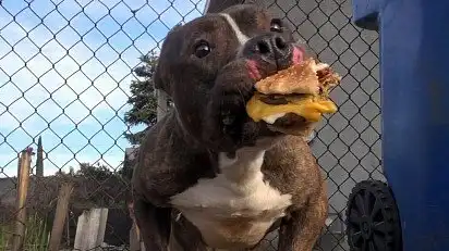 Бургер я радий!