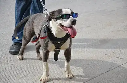 Крутий пітбуль