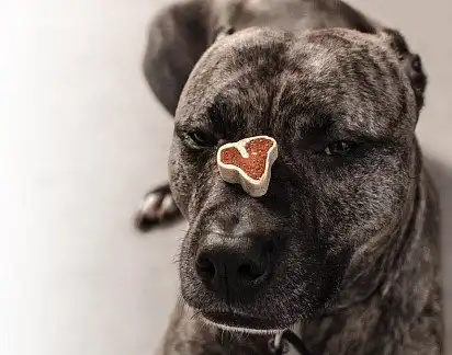 Сталева витримка