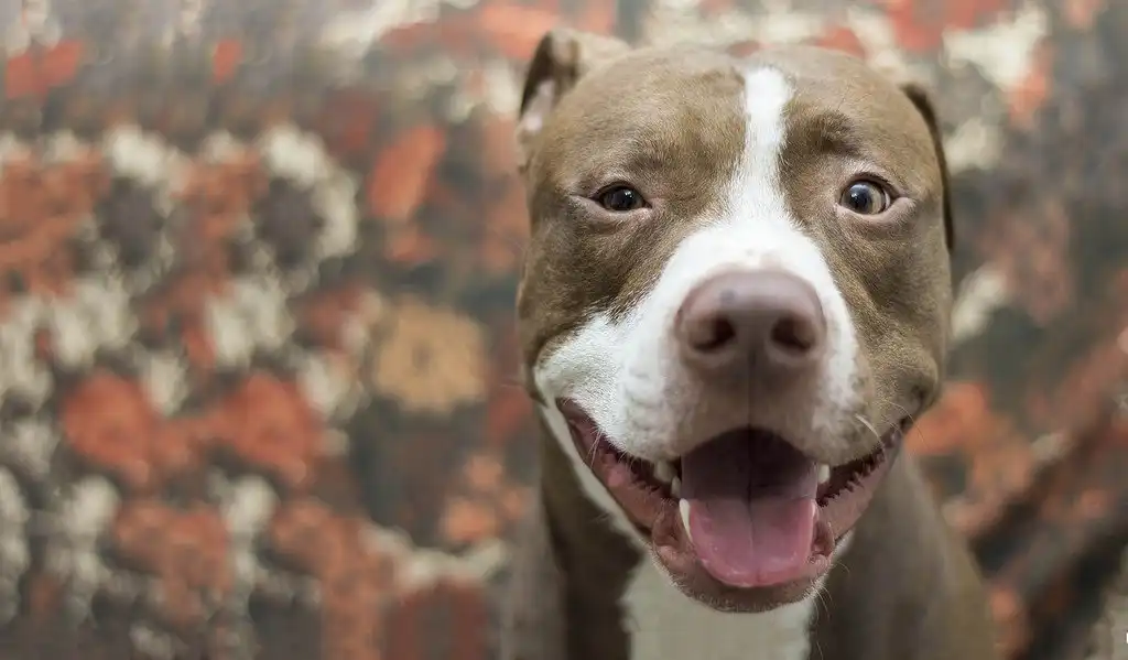 Морда пітбуля