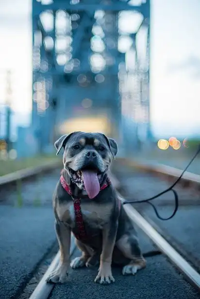 Молодий пітбуль