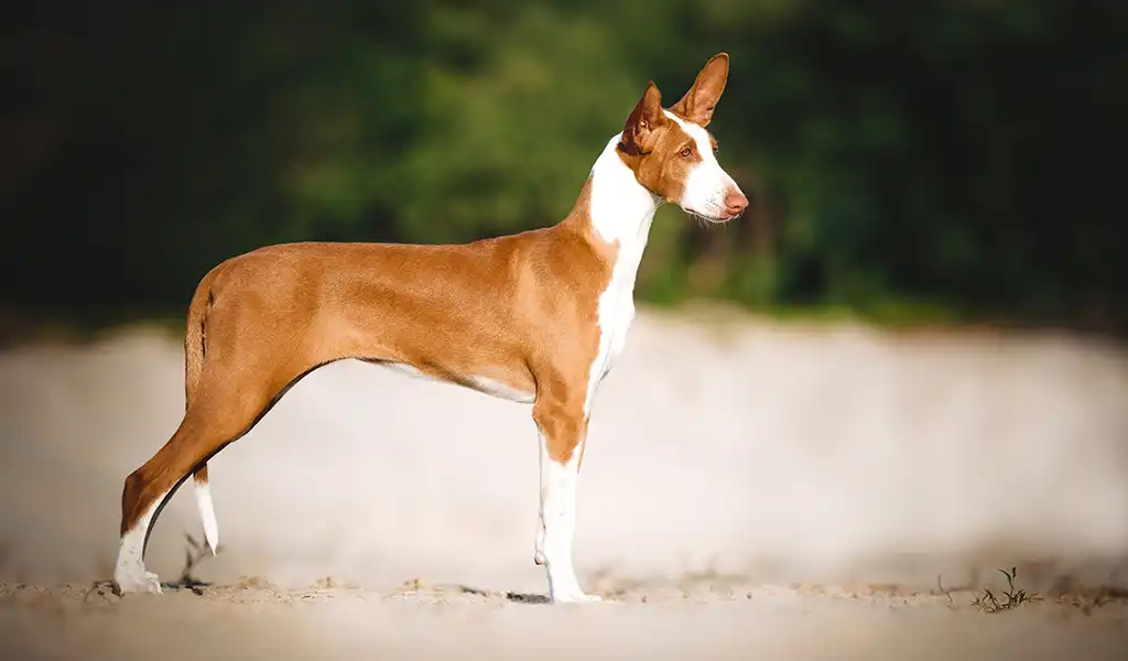 Поденко ібіценко