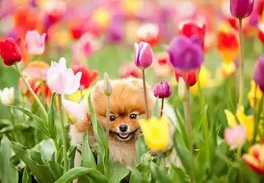 Померанський шпіц