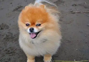 Померанський шпіц