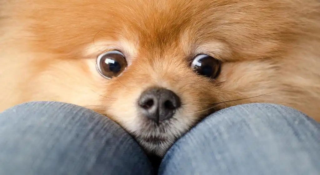 Померанський шпіц