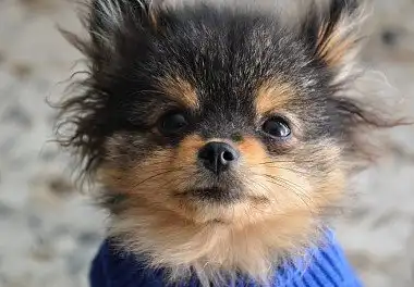 Померанський шпіц