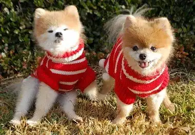 Померанський шпіц