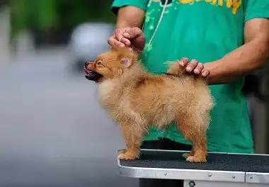 Померанський шпіц