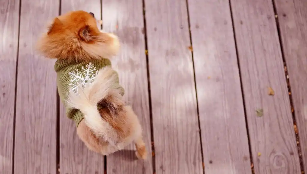 Померанський шпіц