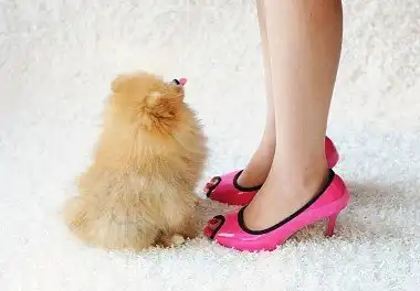 Померанський шпіц